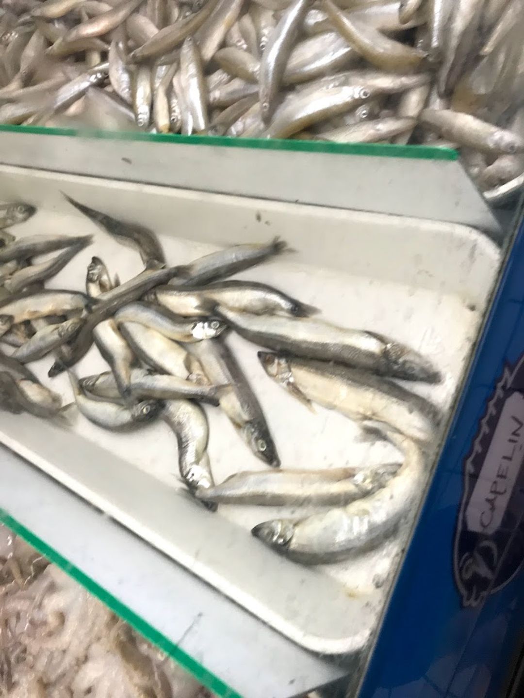 Ono Seafood Market - 2710 W Edinger Ave, Santa Ana | Corner