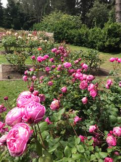 Rose Garden - Golden Gate Park, John F Kennedy Dr, San Francisco