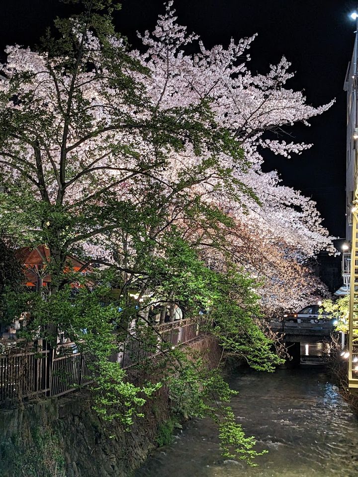 Shirakawa Canal - Kyoto, Higashiyama Ward, Motoyoshichō, 白川筋