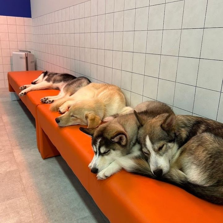 HUSKY CAFE TOKYO - Minato City, Shirokane, 3-chōme−11−8 レーベル