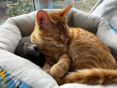 保護猫カフェ駒猫 - Setagaya City, Komazawa, 4-chōme−12−22 ティ