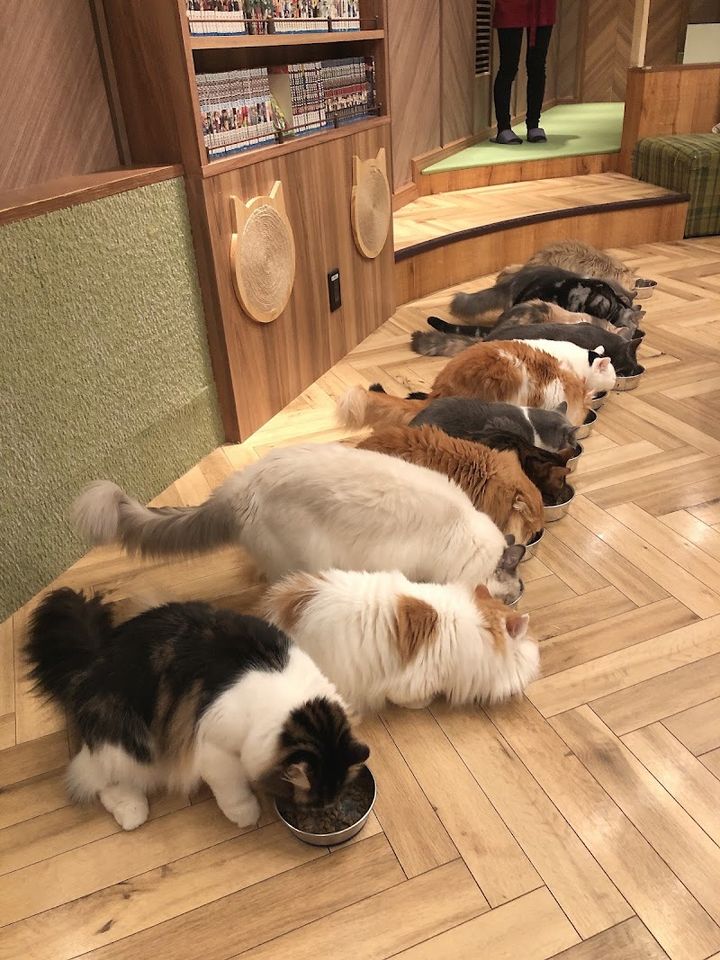 カフェモカ ＊7/31×2 ＊5/31 1 Cat cafe MoCHA (Mocha) Osaka Shinsaibashi - Osaka, Chuo Ward