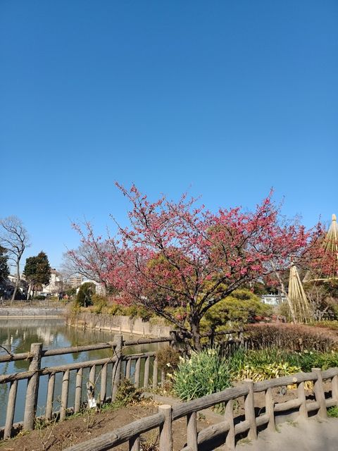 Hikifune Sakura Park - 1-chōme-40-1 Kyōjima, Sumida City | Corner