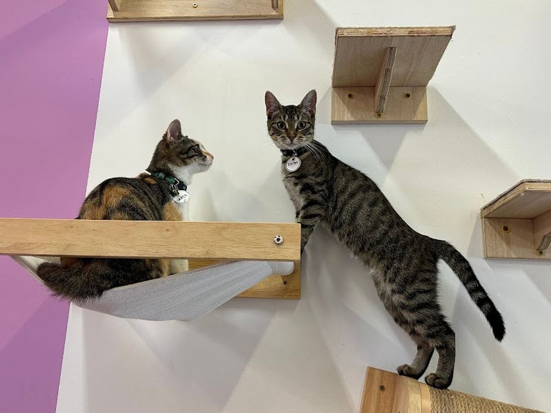 猫　ラグ Purrfecto Cat Lounge - 2300 S Lamar Blvd unit 104, Austin | Corner