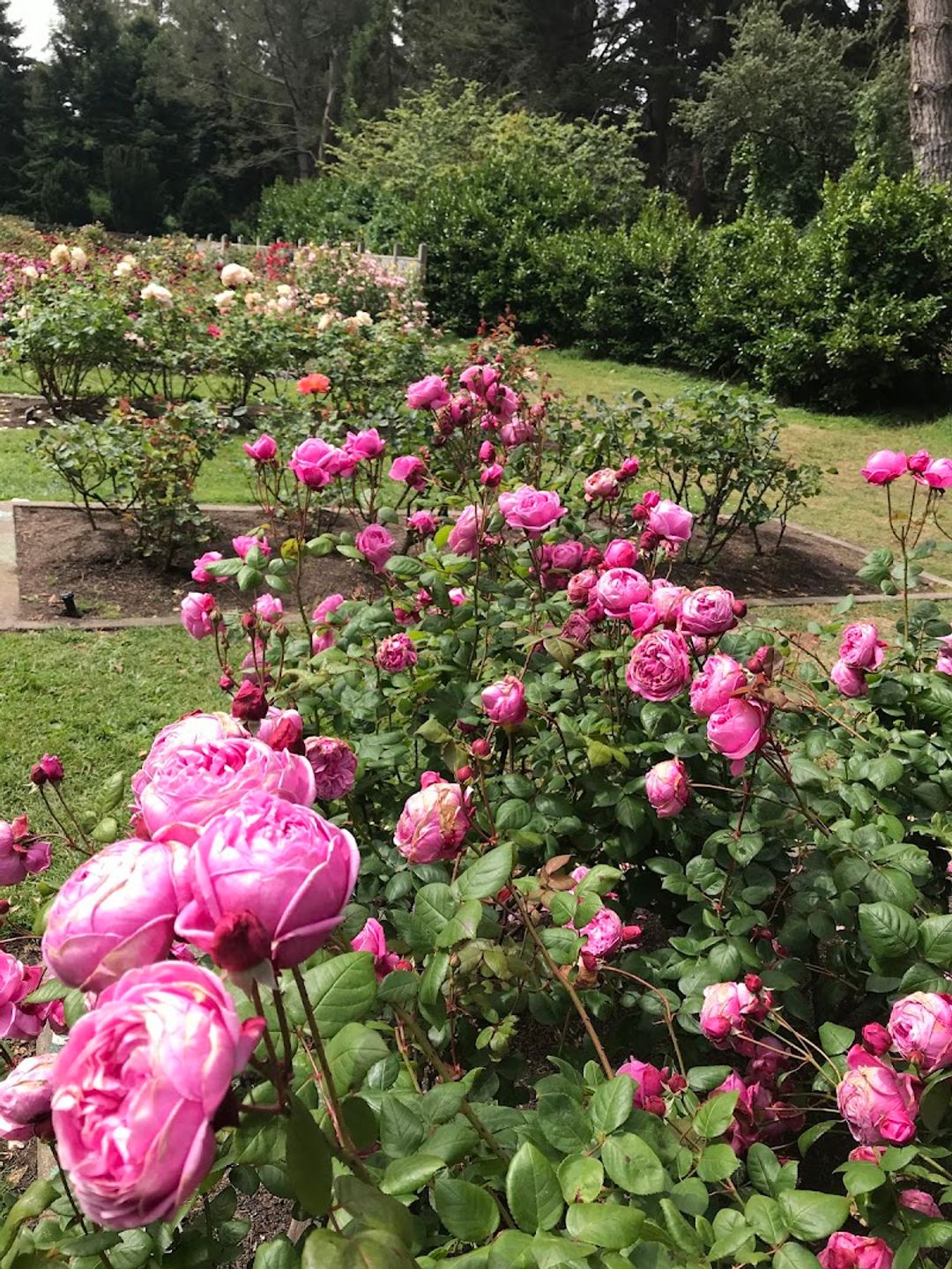 その他 - Rose Garden - Rose Garden - Golden Gate Park, John F Kennedy Dr, San Francisco