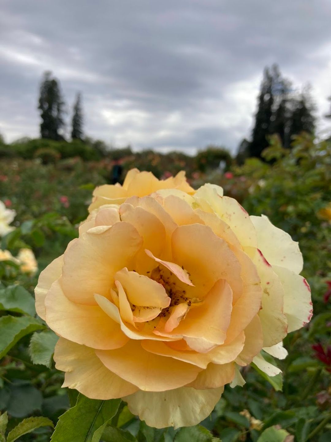 Municipal Rose Garden - 1649 Naglee Ave, San Jose | Corner