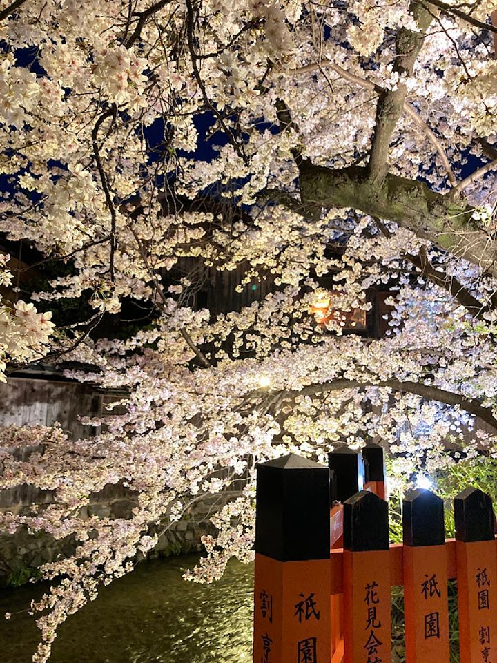 Shirakawa Canal - Kyoto, Higashiyama Ward, Motoyoshichō, 白川筋