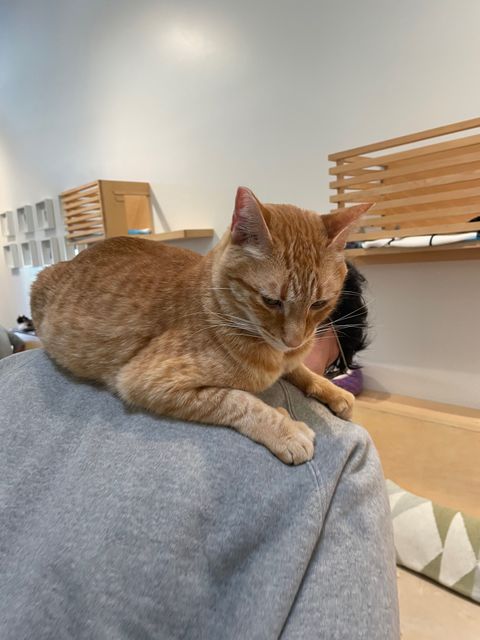 KitTea Cat Lounge - 1266 Valencia St, San Francisco | Corner