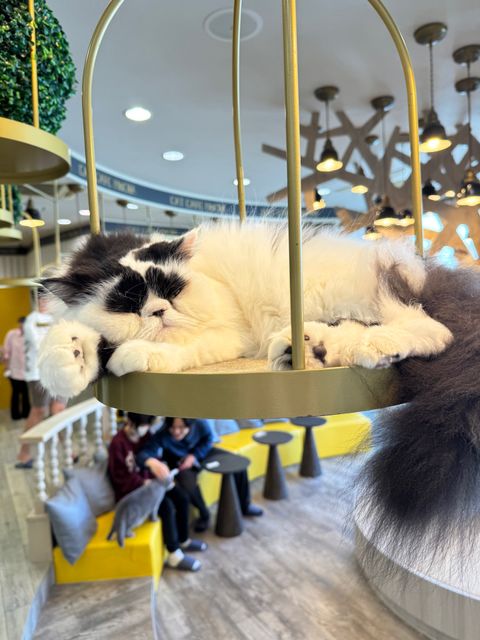 Cat Cafe MOCHA Kyoto Kawaramachi - Kyoto, Nakagyo Ward, Daikokuchō