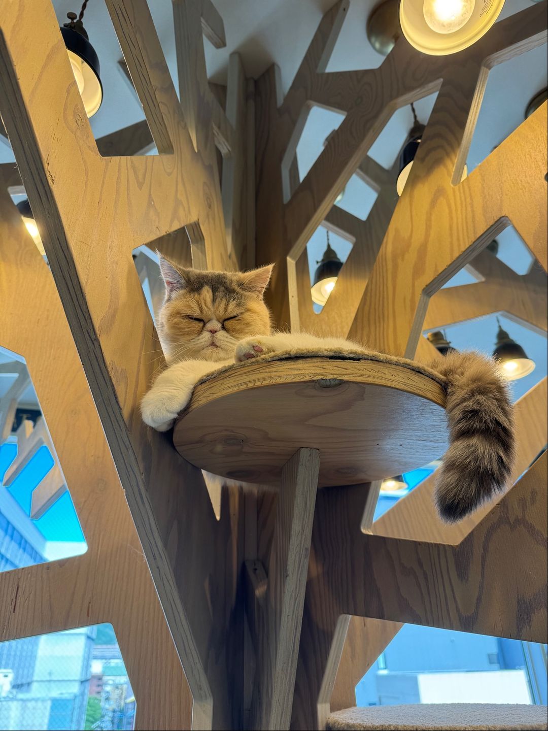 Cat Cafe MOCHA Kyoto Kawaramachi - Kyoto, Nakagyo Ward, Daikokuchō