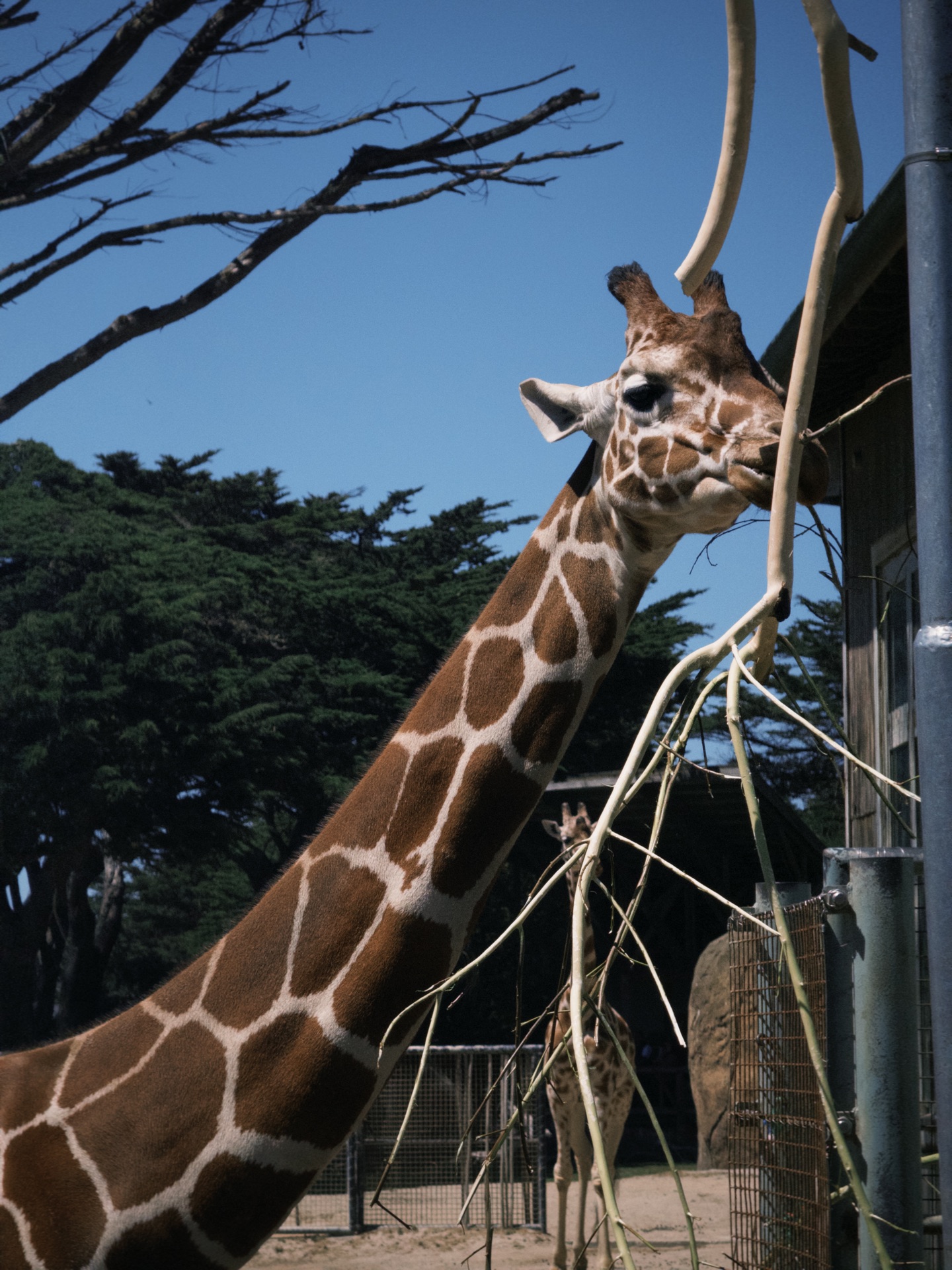 San Francisco Zoo - Sloat Blvd &, Upper Great Hwy, San Francisco
